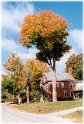 VT Tree, New England America